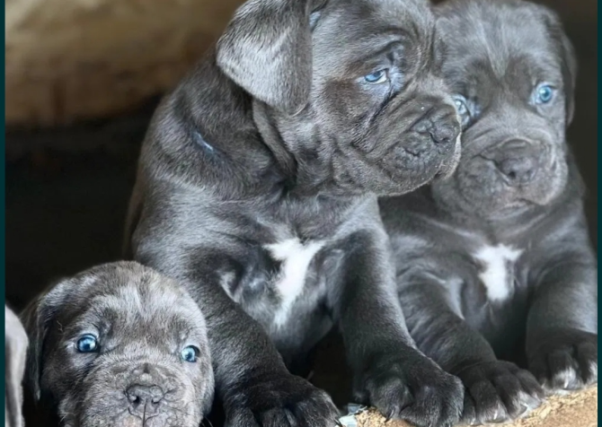 Blue üst kalite corso yavrular